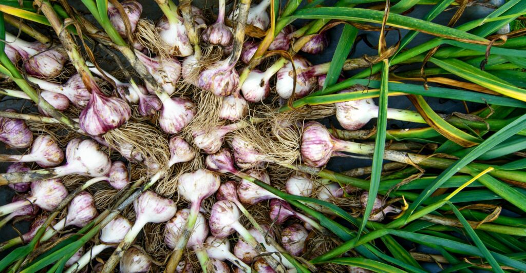 Freshly harvested garlic